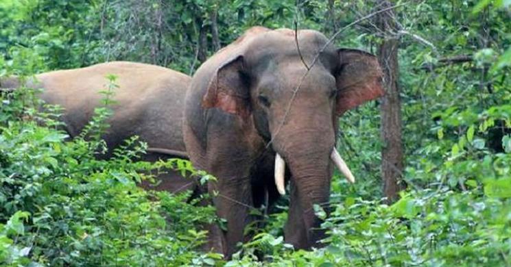 ধান বাঁচাতে গিয়ে হাতির আক্রমণে প্রাণ গেল পল্লি চিকিৎসকের