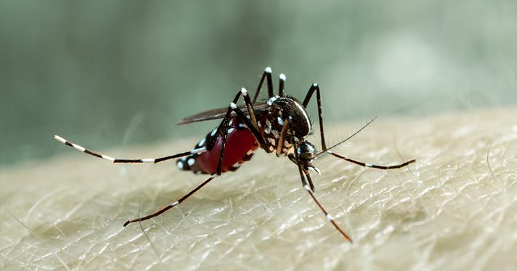 ডেঙ্গুতে চলতি বছরে ৮ জনের মৃত্যু