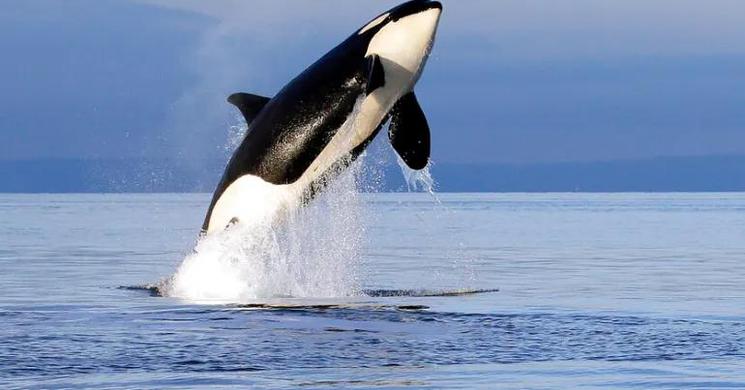 Killer whales damaged boat in latest orca incident off Spain coast