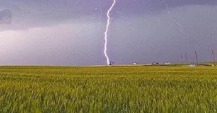 উল্লাপাড়ায় বজ্রপাতে ৫ গরুর মৃত্যু