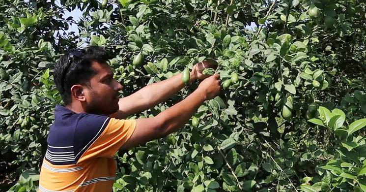লেবু বাগান করে সফল  ঠাকুরগাঁওয়ের সিদ্দিক