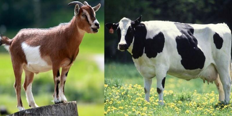 ছবি: ইন্টারনেট